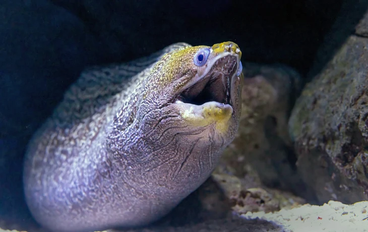 В Хургаде на российского туриста напала мурена