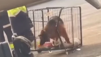 Пассажирка обвинила SCAT в жестоком обращении с животными