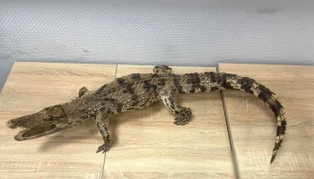 Таможенники задержали туристку с метровым чучелом крокодила Таможенники задержали туристку с метровым чучелом крокодила