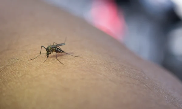 Посольство предупредило российских туристов о вспышке лихорадки чикунгунья на Маврикии