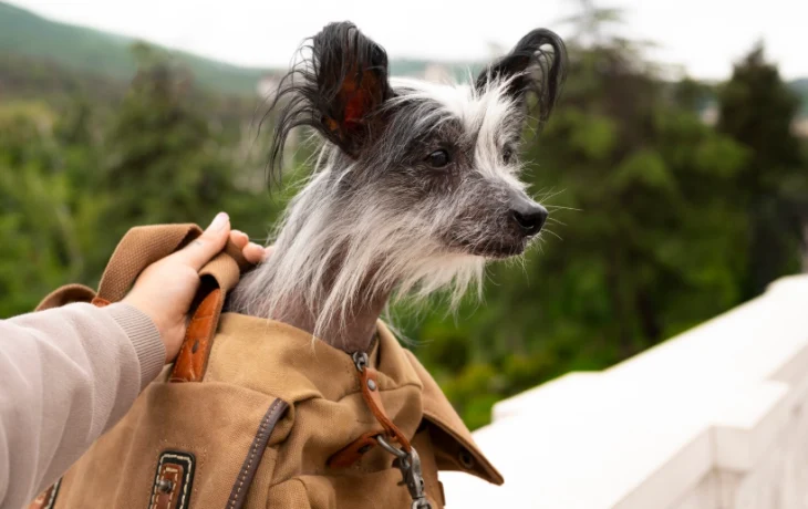 Туристам в поезде дорого обойдется покупка переноски для животного