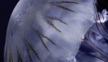 Туристов напугали историей о смертельно опасной медузе в Дубае