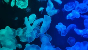 Туристы жалуются на нашествие медуз на Азовском море