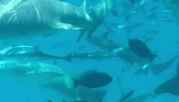 Туристам рассказали, как вести себя во время плавания с акулами-няньками Туристам рассказали, как вести себя во время плавания с акулами-няньками