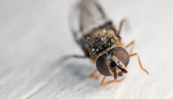 СМИ: туристы пожаловались на клопов в четырехзвездочном отеле в Египте