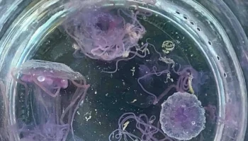 Туристов предупредили об &laquo;огненных&raquo; медузах на Пхукете