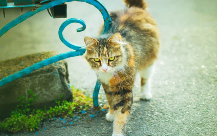 Российская туристка погладила кота в Паттайе и оказалась в больнице Российская туристка погладила кота в Паттайе и оказалась в больнице