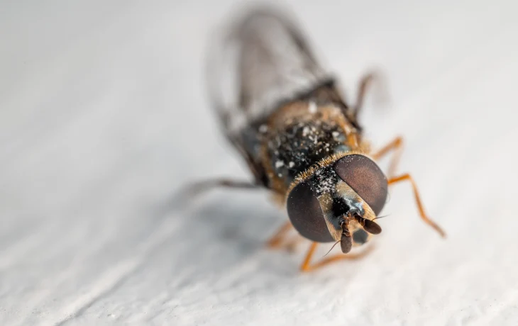 СМИ: туристы пожаловались на клопов в четырехзвездочном отеле в Египте