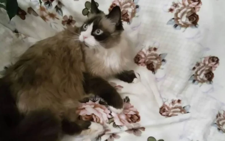 «Россия» заплатила пассажиру 100 тысяч рублей за гибель его кошки на рейсе Петербург – Калининград «Россия» заплатила пассажиру 100 тысяч рублей за гибель его кошки на рейсе Петербург – Калининград