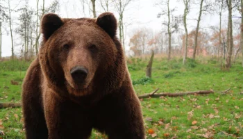 После нападения медведя на туристку на Камчатке возбудили дело против гида