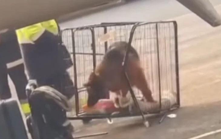 Пассажирка обвинила SCAT в жестоком обращении с животными
