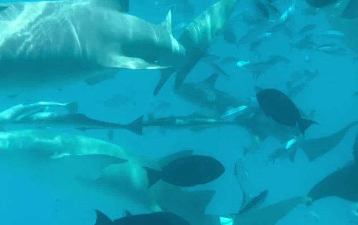 Туристам рассказали, как вести себя во время плавания с акулами-няньками Туристам рассказали, как вести себя во время плавания с акулами-няньками