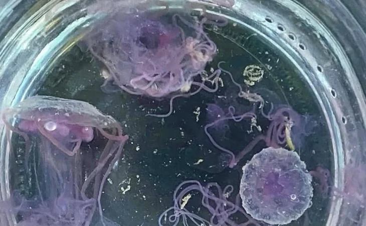 Туристов предупредили об &laquo;огненных&raquo; медузах на Пхукете