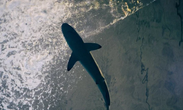 Испанский турист пострадал от акулы на Мальдивах