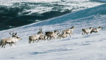 Турпоток на Чукотку вдвое превысил число жителей региона по итогам 2025 года