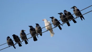 В список крупнейших компаний России по выручке вошел только один туроператор