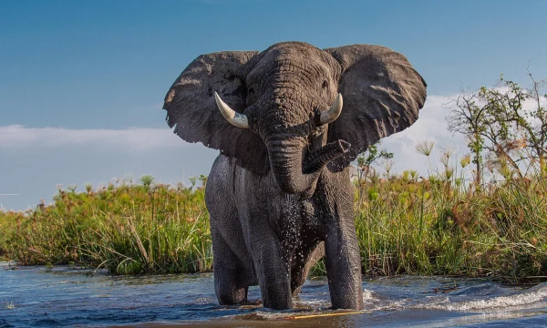 Слон насмерть растоптал владельца сафари-парка в ЮАР во время экскурсии с туристами