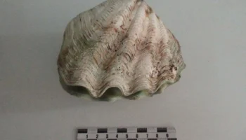 Турист привез из Таиланда раковину и сразу заинтересовал таможенников