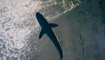 Испанский турист пострадал от акулы на Мальдивах