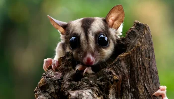 СМИ: российских туристов предупредили о новом виде развода на Пхукете