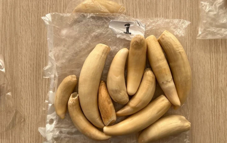 Клыки, когти, рога и голова змеи: пассажир удивил таможенников в Пулково