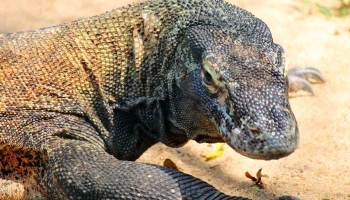 Слишком много туристов: нацпарк с крупнейшими на земле варанами ограничил посещение