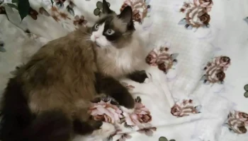 &laquo;Россия&raquo; заплатила пассажиру 100 тысяч рублей за гибель его кошки на рейсе Петербург &ndash; Калининград