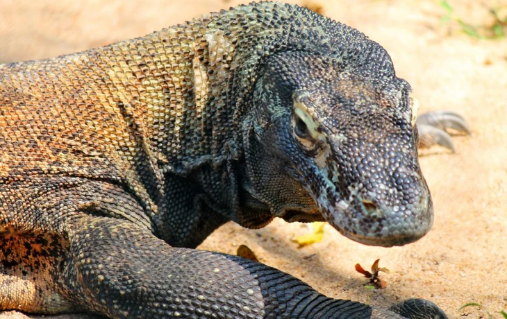 Слишком много туристов: нацпарк с крупнейшими на земле варанами ограничил посещение