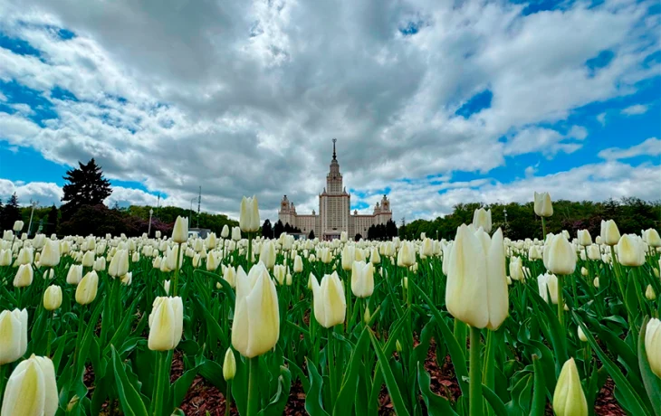 Спрос на цветочный туризм вырос на треть: туристы нашли альтернативу Японии