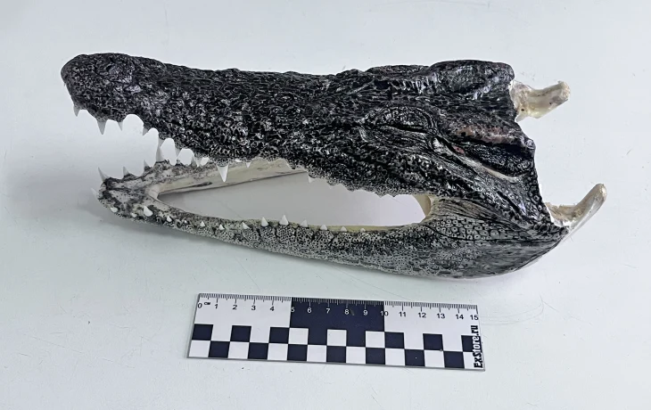 Турист привез из Таиланда в Новосибирск сразу две головы крокодилов