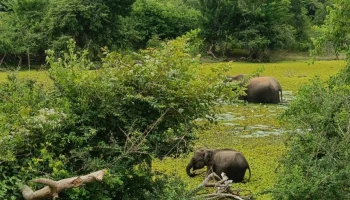 Шри-Ланка может продлить визы российским туристам из-за ситуации на Ближнем Востоке