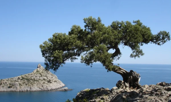 Анапа получила туристов из Крыма, но курорт все равно не заполнен Анапа получила туристов из Крыма, но курорт все равно не заполнен