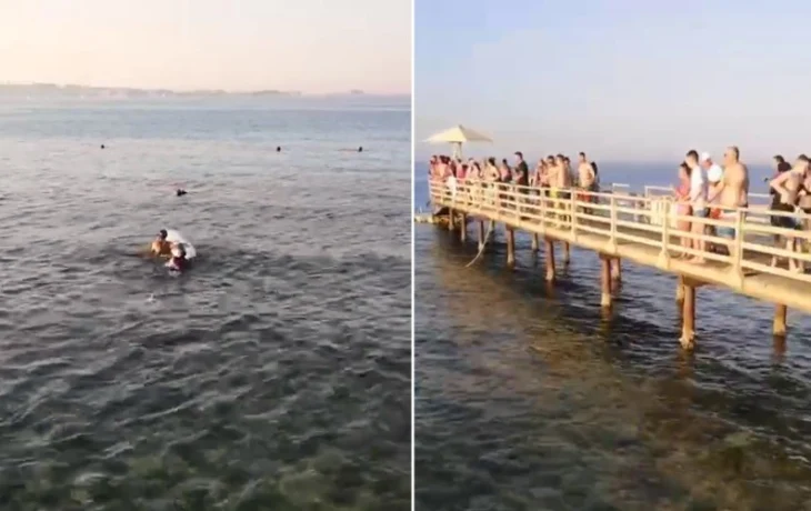 Семья туристки, погибшей от акулы в Египте, получит денежную компенсацию