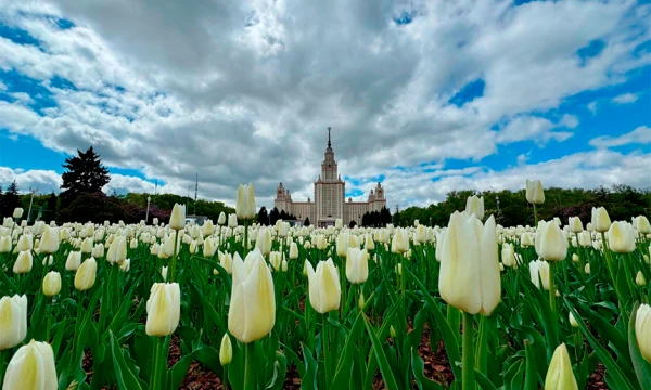 Спрос на цветочный туризм вырос на треть: туристы нашли альтернативу Японии