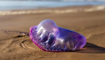 Туристы жалуются на &laquo;португальские кораблики&raquo; на популярном курорте на Кубе