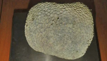 Турист получил два протокола за редкий коралл из Дубая