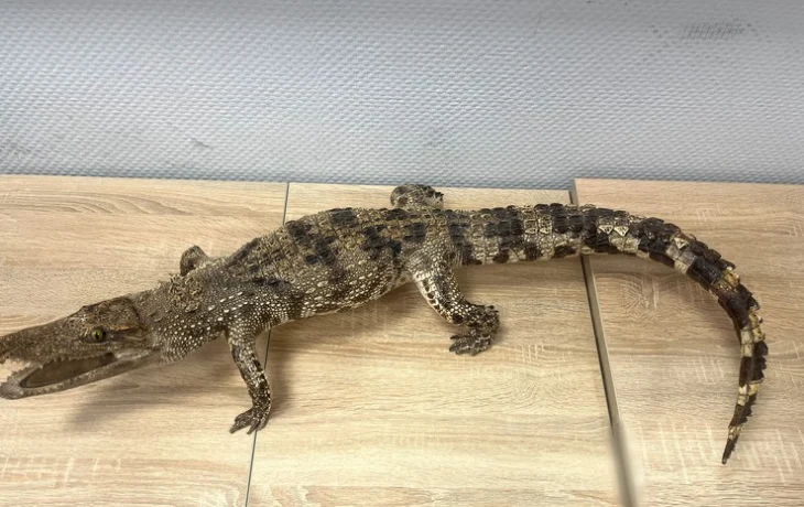 Таможенники задержали туристку с метровым чучелом крокодила Таможенники задержали туристку с метровым чучелом крокодила