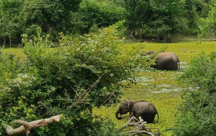 Шри-Ланка может продлить визы российским туристам из-за ситуации на Ближнем Востоке
