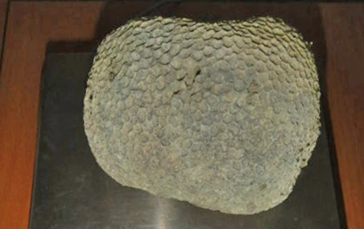 Турист получил два протокола за редкий коралл из Дубая