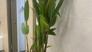 В аэропорту Красноярска у туристов изъяли саженец из Вьетнама