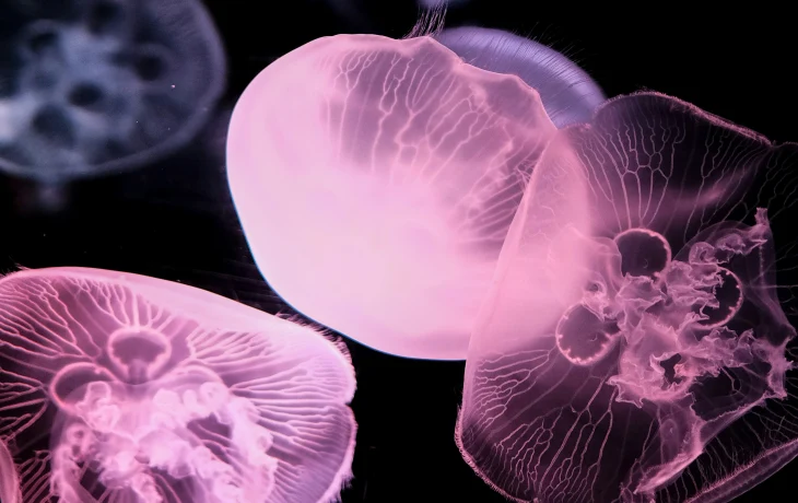 В Таиланде туристка пожаловалась на ожоги, полученные от медузы