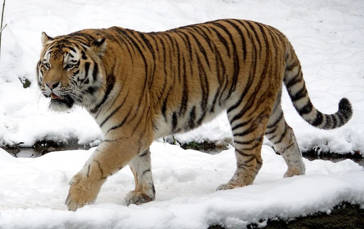 Турист получит 250 тысяч рублей от глэмпинга после нападения тигра