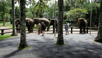 На Бали могут запретить туристам кататься на слонах