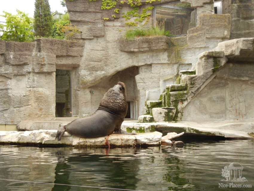Морской лев потягивается Фото достопримечательностей Вены: Морской лев потягивается