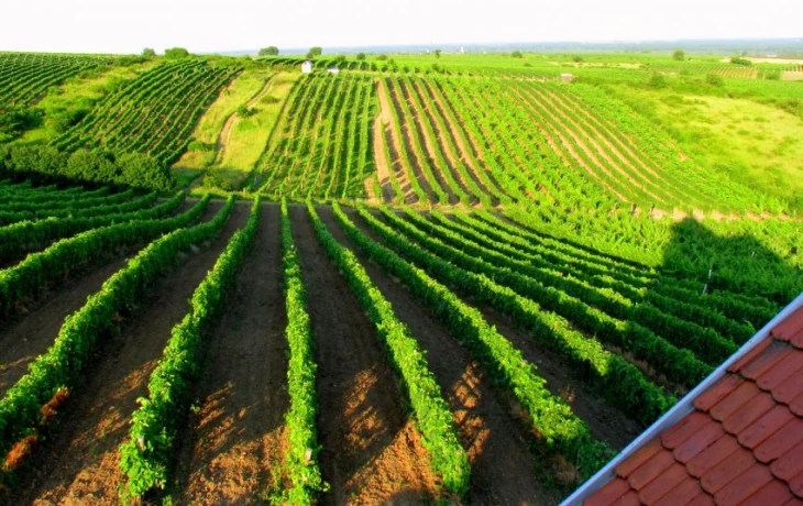 Гордость Венгерских виноделов - Токайское Гордость Венгерских виноделов - Токайское