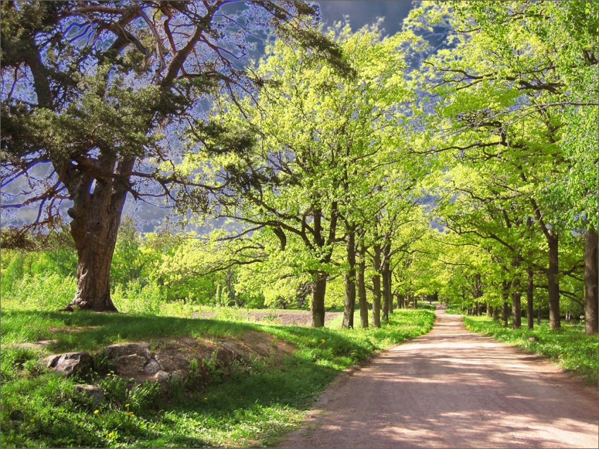 Дубовая аллея весной Фото достопримечательностей Карелии: Дубовая аллея весной