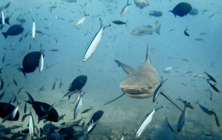 Дайвинг с акулами на Фиджи: увлекательное приключение для бесстрашных Дайвинг с акулами на Фиджи: увлекательное приключение для бесстрашных