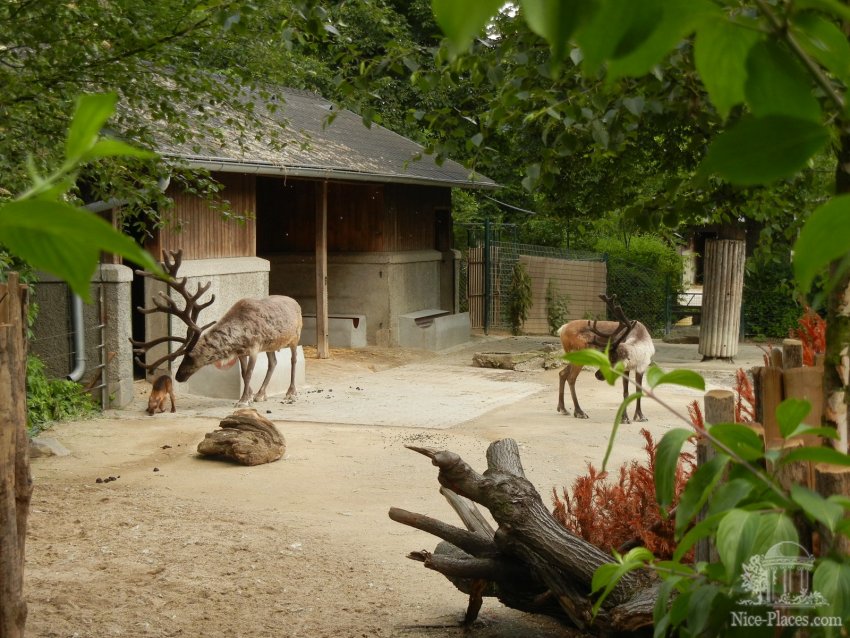 Северные олени с детенышем Фото достопримечательностей Вены: Северные олени с детенышем