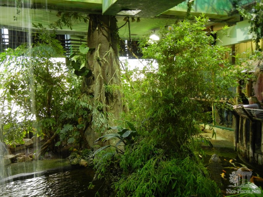 Уголок тропиков в Тропикариуме Будапешта Фото достопримечательностей Будапешта: Уголок тропиков в Тропикариуме Будапешта
