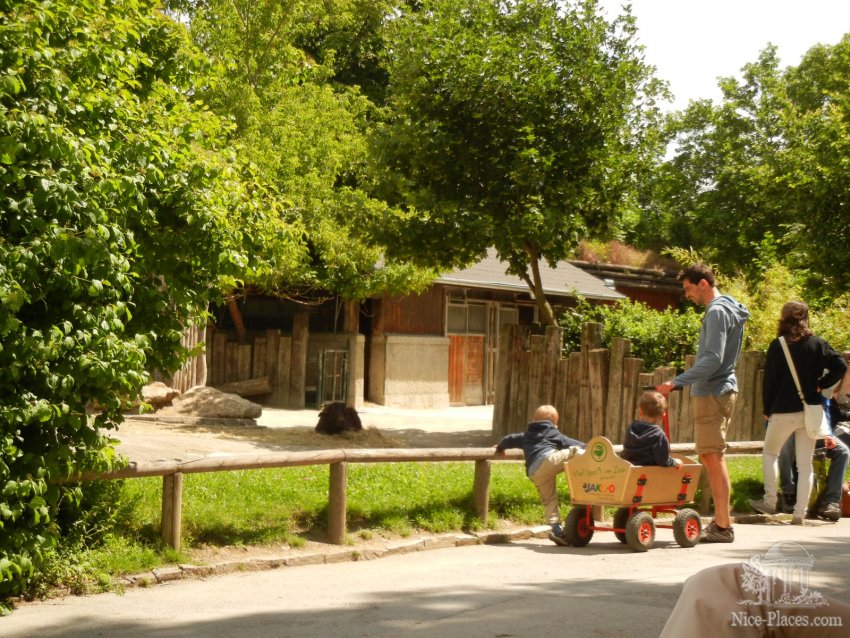 Вот на таких тележках можно катать самых маленьких посетителей зоопарка Фото достопримечательностей Вены: Вот на таких тележках можно катать самых маленьких посетителей зоопарка